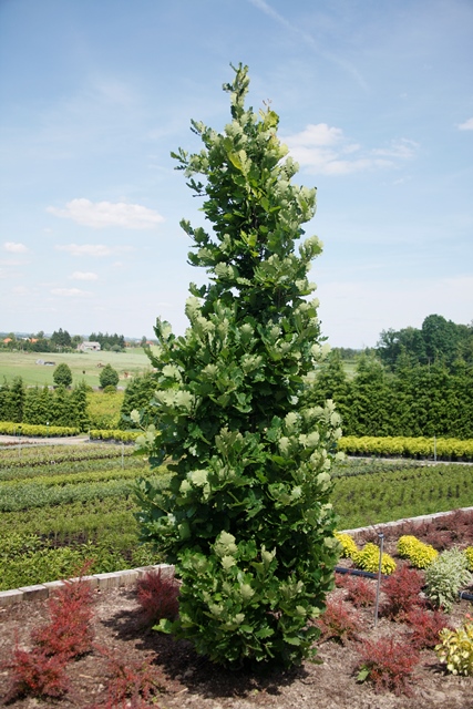 http://breederplants.nl/images/thumbs/0001471_quercus.jpeg