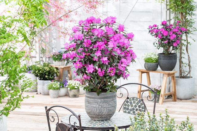 http://breederplants.nl/images/thumbs/0001546_rhododendron.jpeg
