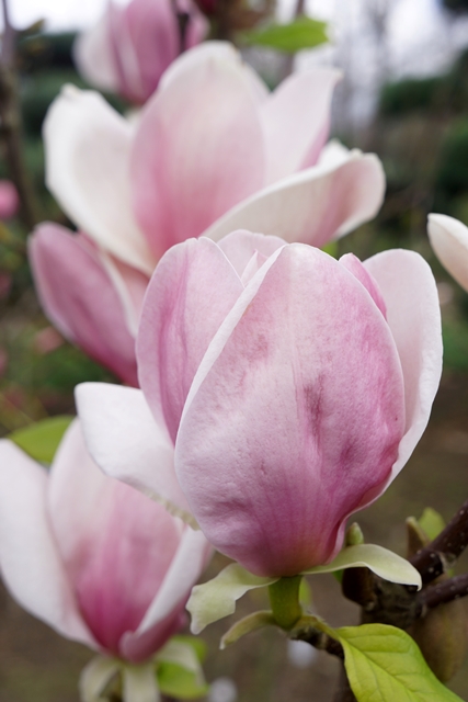 http://breederplants.nl/images/thumbs/0001627_magnolia.jpeg