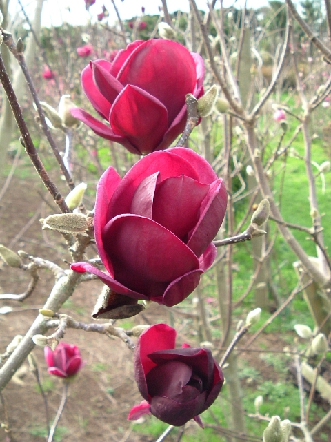 http://breederplants.nl/images/thumbs/0001633_magnolia.jpeg
