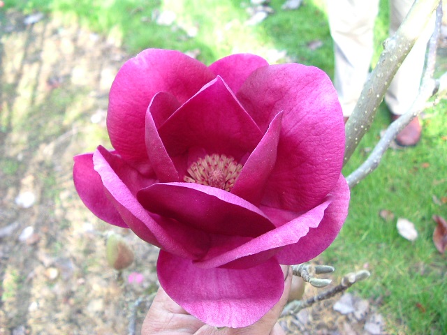 http://breederplants.nl/images/thumbs/0001637_magnolia.jpeg