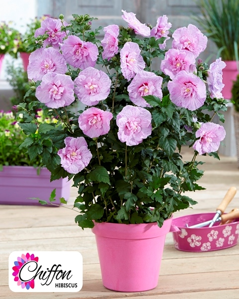 http://breederplants.nl/images/thumbs/0001684_hibiscus.jpeg