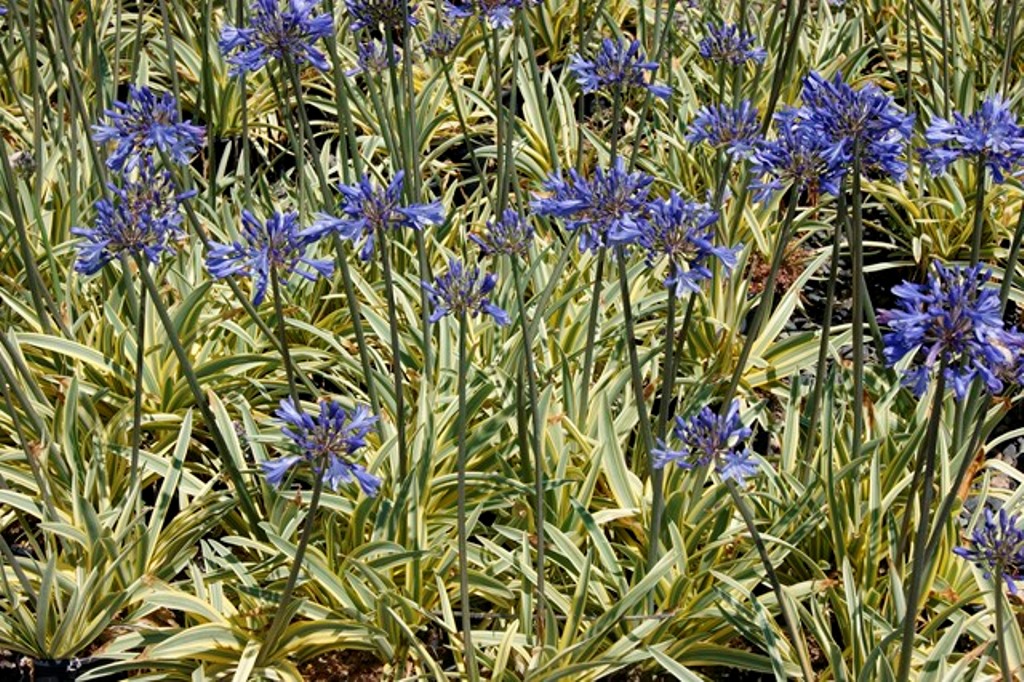 http://breederplants.nl/images/thumbs/0001773_agapanthus.jpeg