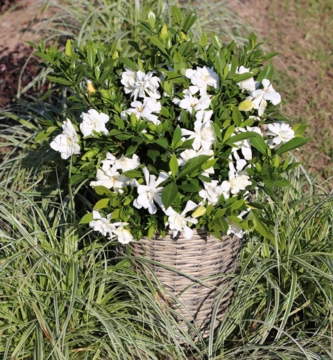http://breederplants.nl/images/thumbs/0001849_gardenia.jpeg