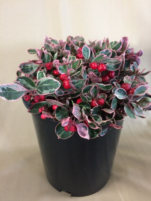 Picture of Gaultheria
