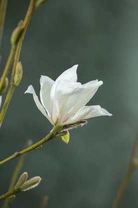 Picture of Magnolia