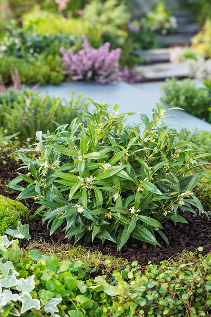 http://breederplants.nl/images/thumbs/0002066_sarcococca.jpeg