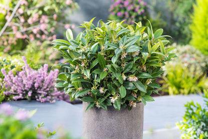 Picture of Sarcococca