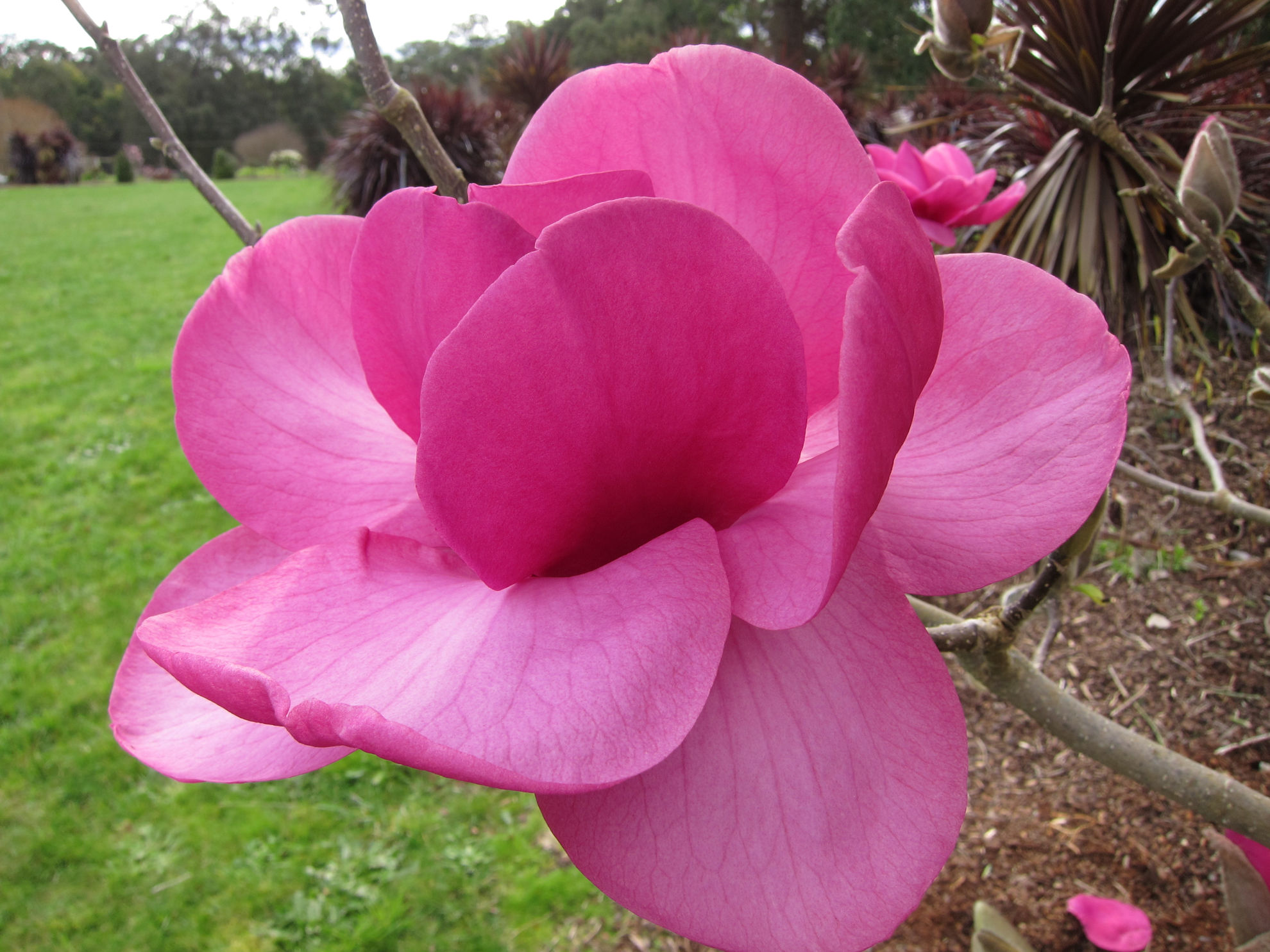 http://breederplants.nl/images/thumbs/0002190_magnolia.jpeg