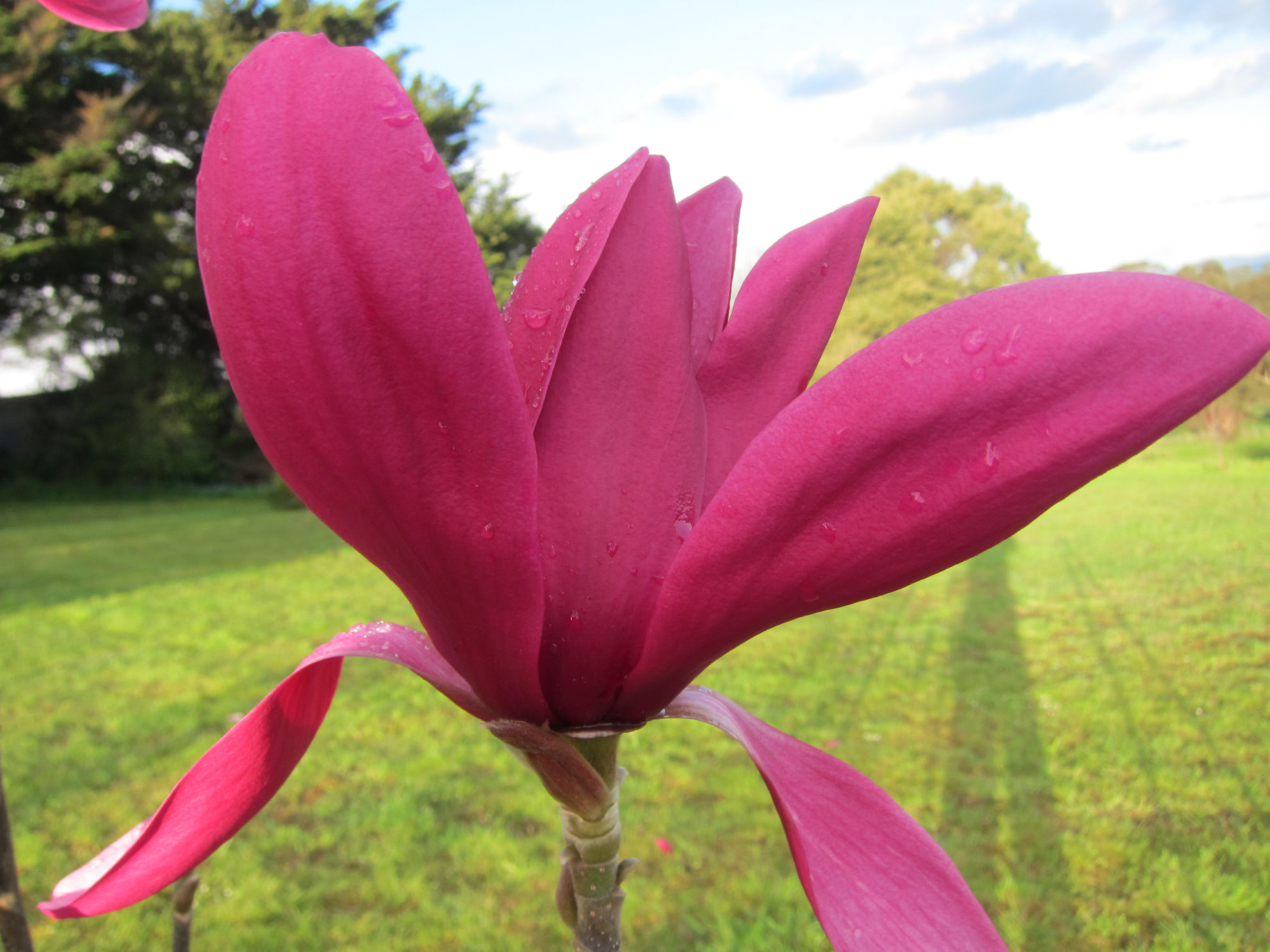 http://breederplants.nl/images/thumbs/0002192_magnolia.jpeg