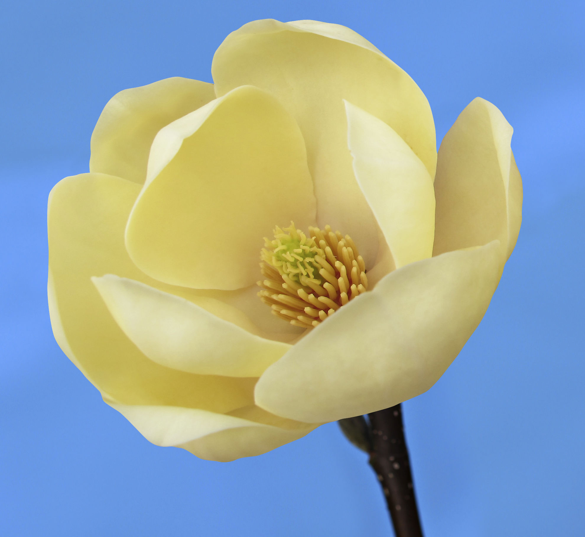 http://breederplants.nl/images/thumbs/0002194_magnolia.jpeg