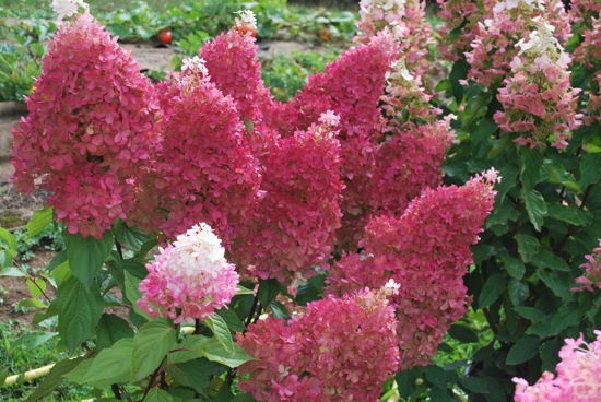 Hydrangea Paniculata Coussine (petite® Flori) Pbr 