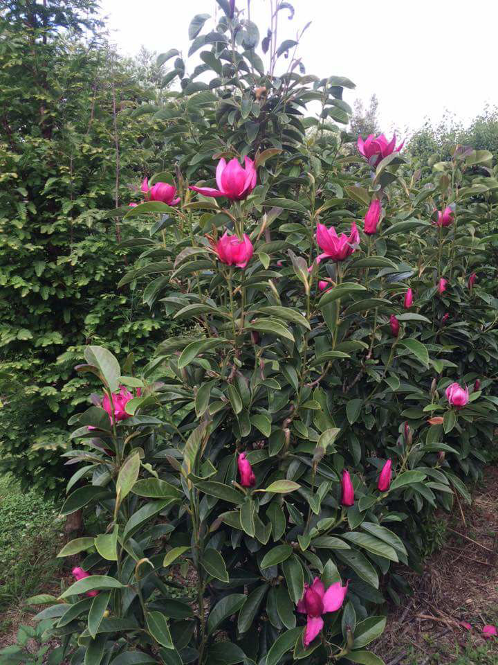 http://breederplants.nl/images/thumbs/0002290_magnolia.jpeg