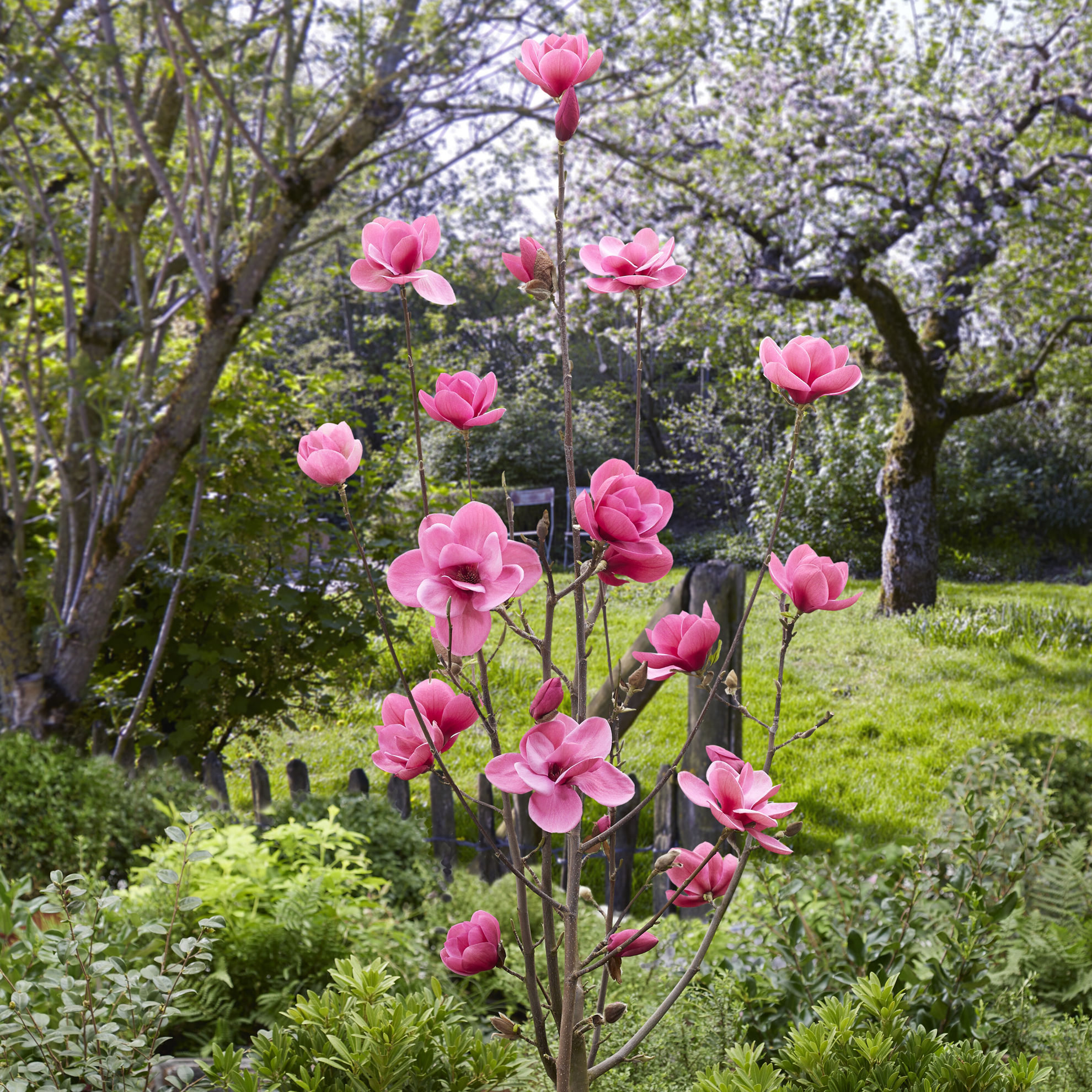 http://breederplants.nl/images/thumbs/0002295_magnolia.jpeg