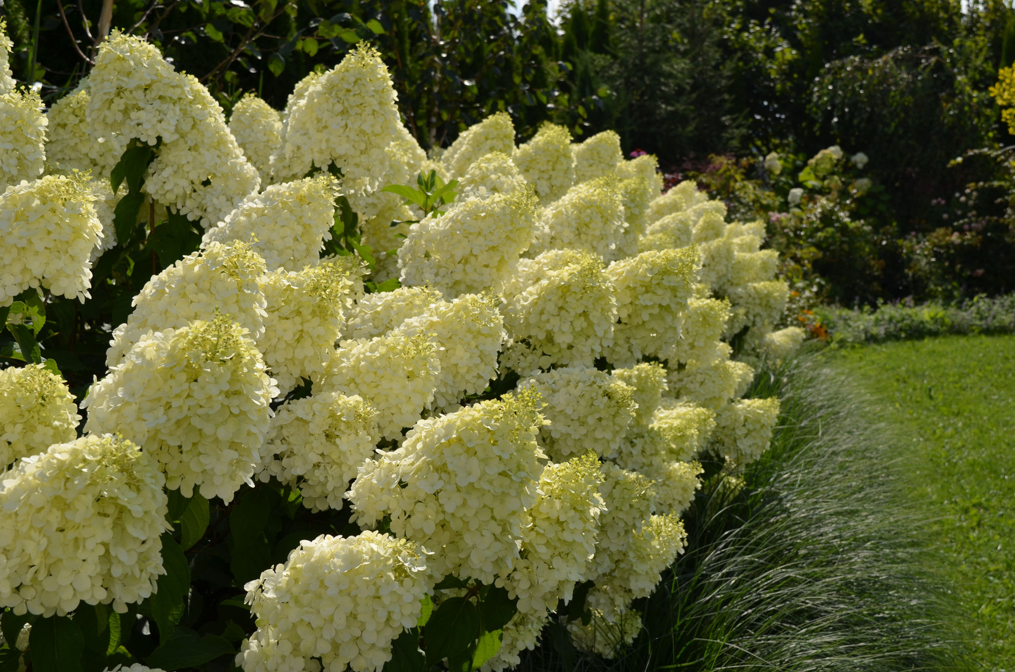 http://breederplants.nl/images/thumbs/0002365_hydrangea.jpeg