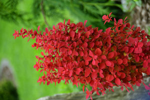 Picture of Berberis