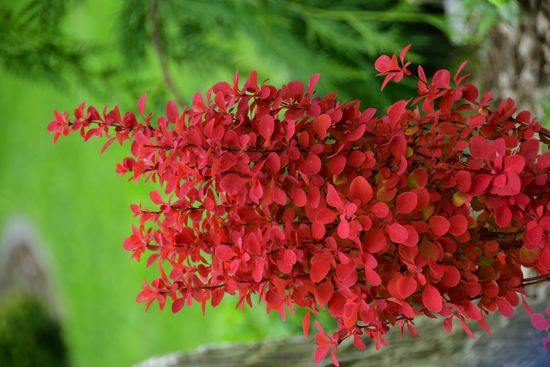 Picture of Berberis