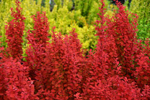 Picture of Berberis