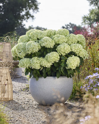 Picture of Hydrangea
