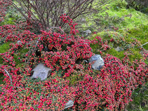 Picture of Cotoneaster