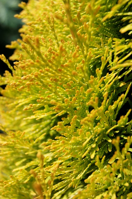 thuja jantar Thuja occidentalis 'Jantar Cedar'