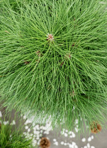 Obraz Pinus
