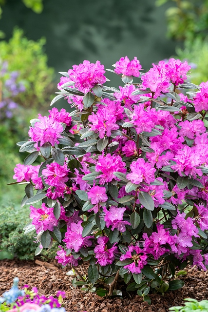 Rhododendron PJM Star (PJM Elite Star) PBR | Breederplants