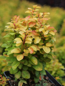 Berberis thunbergii Darkap1 (Summer Sunset) PBR | Breederplants