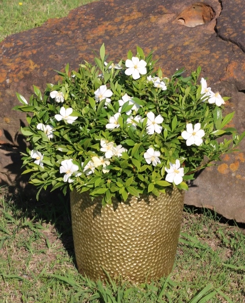 https://breederplants.nl/images/thumbs/0001846_gardenia.jpeg