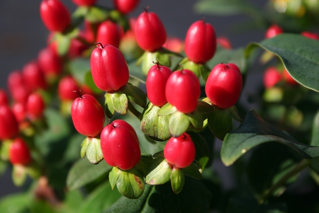 Hypericum inodorum Kolmaref (Magical® Red Flame) PBR | Breederplants