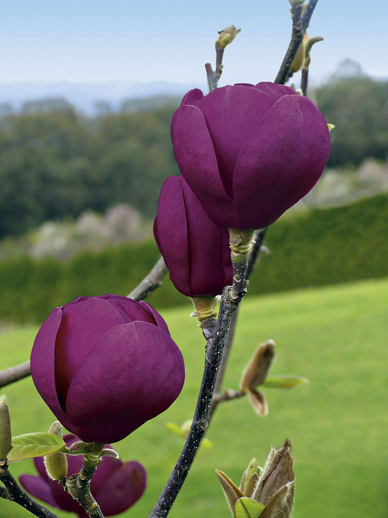 https://breederplants.nl/images/thumbs/0002188_magnolia.jpeg