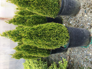 Picture of Thuja