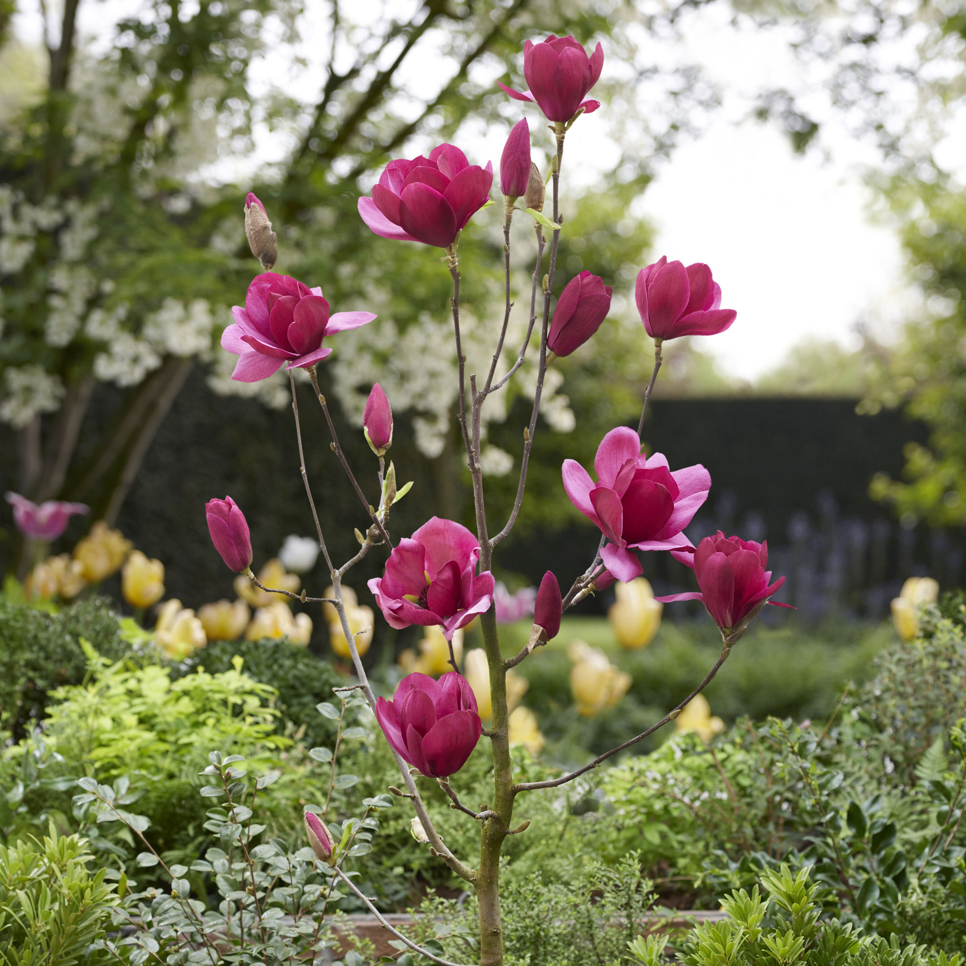 https://breederplants.nl/images/thumbs/0002287_magnolia.jpeg
