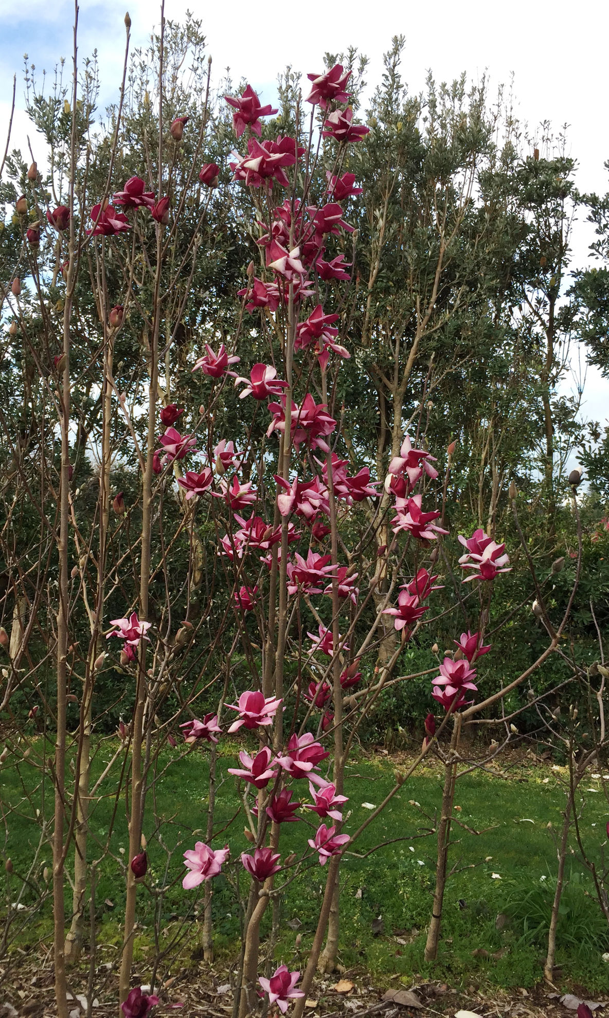 https://breederplants.nl/images/thumbs/0002292_magnolia.jpeg
