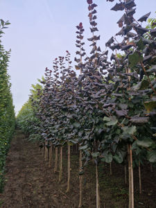 Picture of Corylus