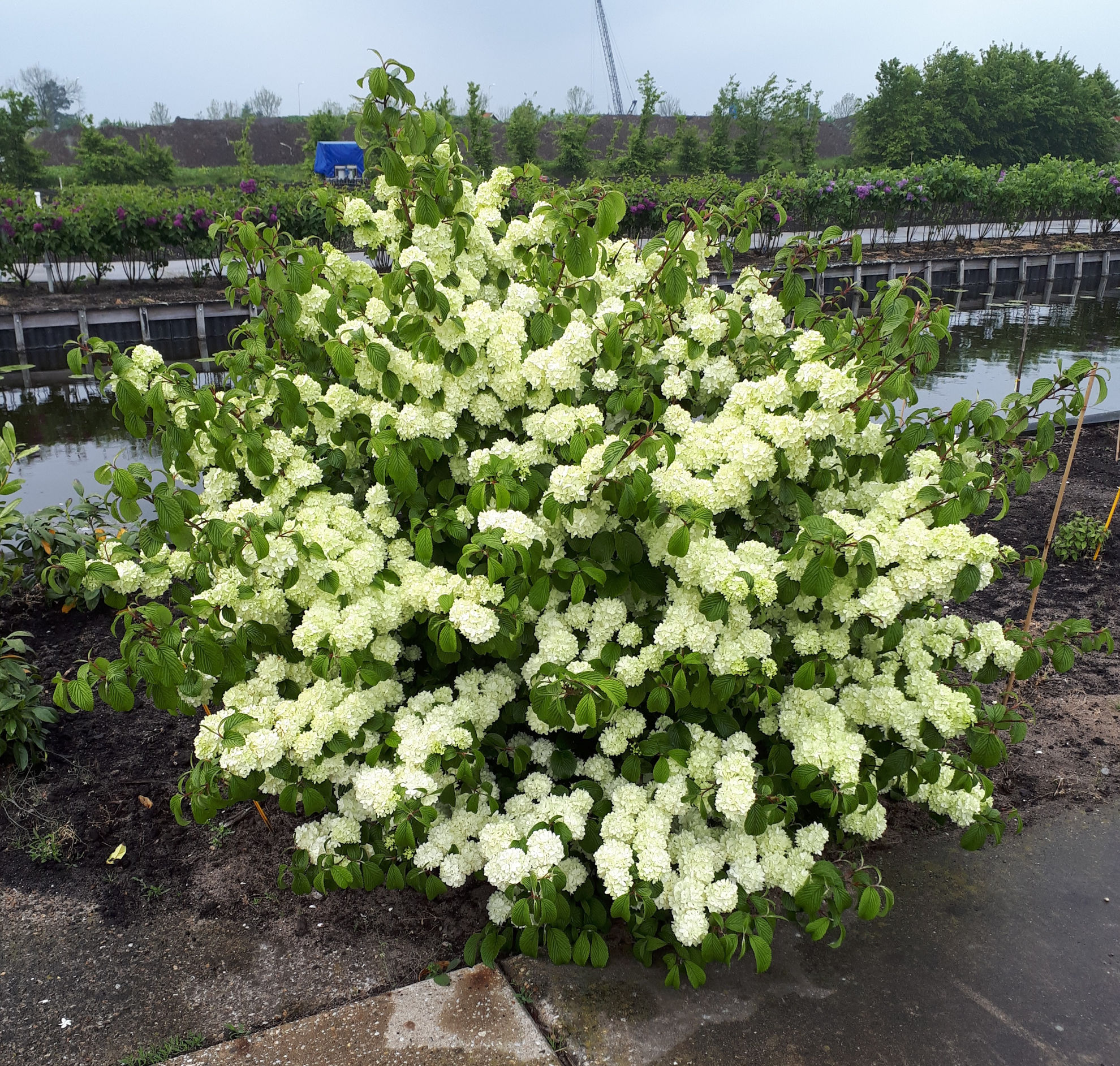 https://www.breederplants.nl/images/thumbs/0002337_viburnum.jpeg