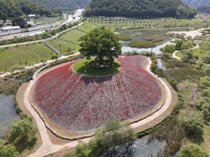 Picture of Berberis