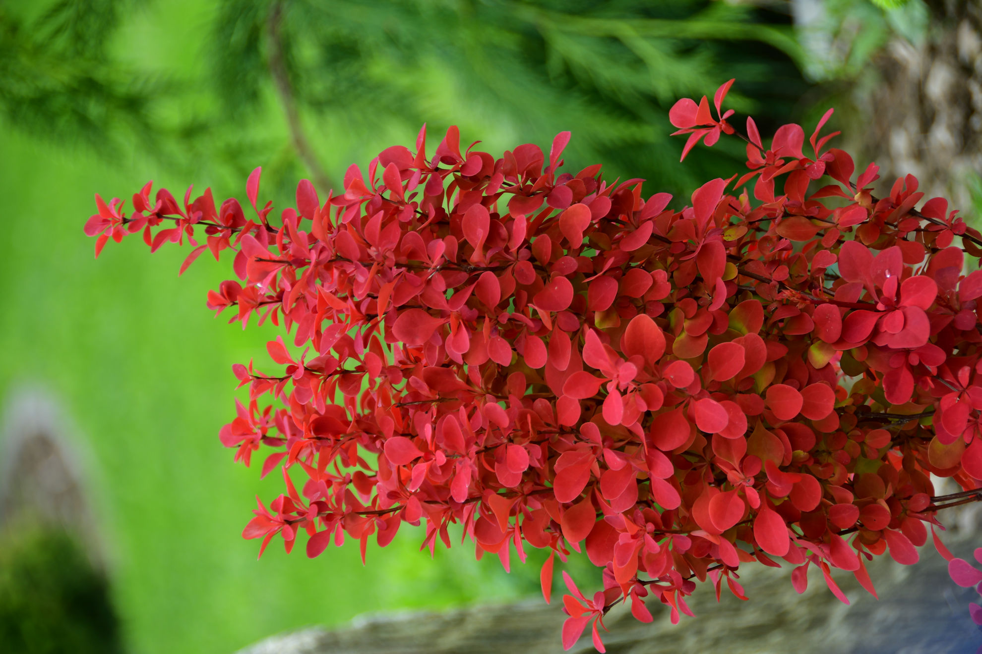 https://breederplants.nl/images/thumbs/0002378_berberis.jpeg