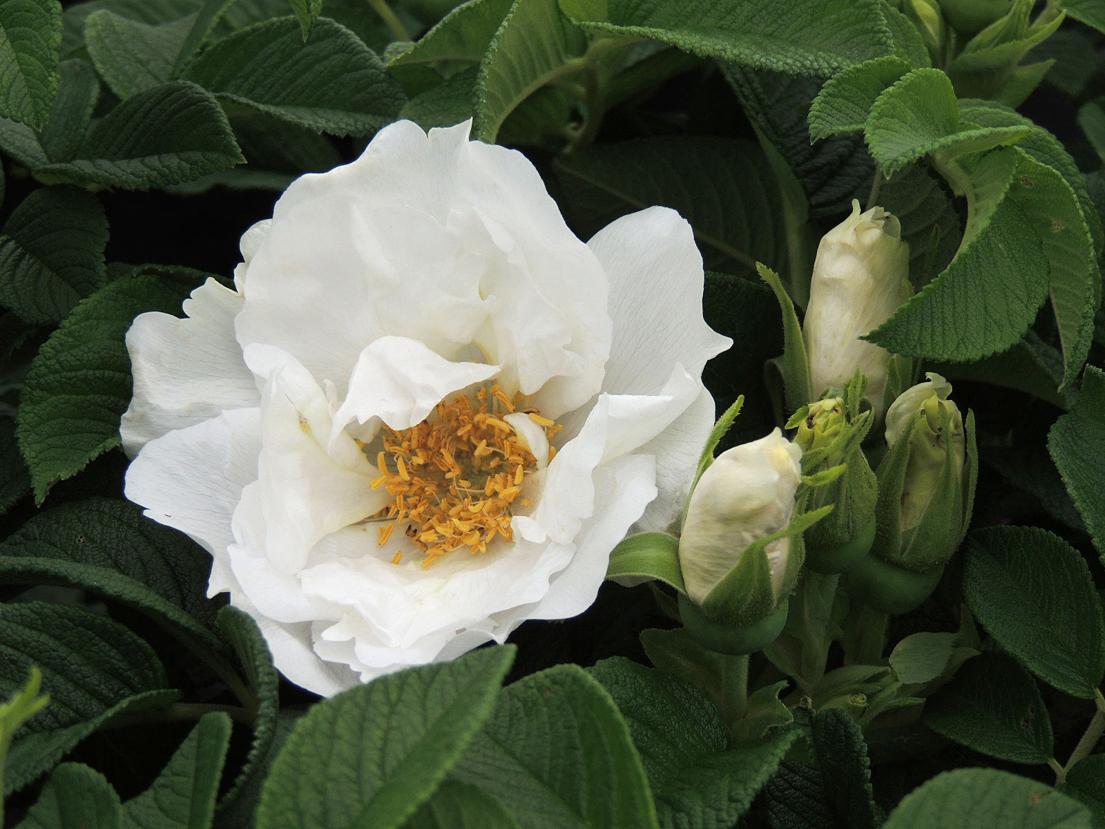 Rosa rugosa Minrugo2w (Angelia® white) PBR | Breederplants