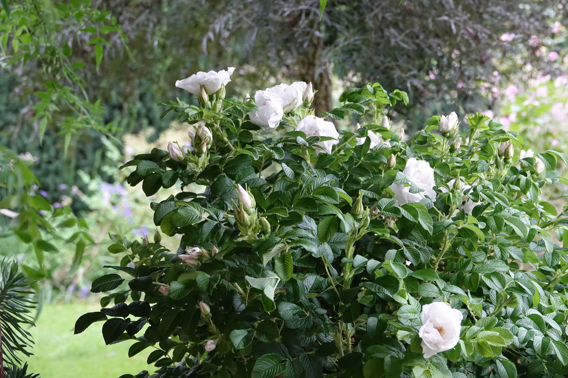 Rosa rugosa Minrugo2w (Angelia® white) PBR | Breederplants