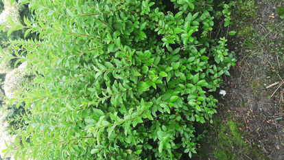 Bild von Ligustrum