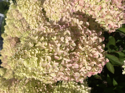 Picture of Hydrangea