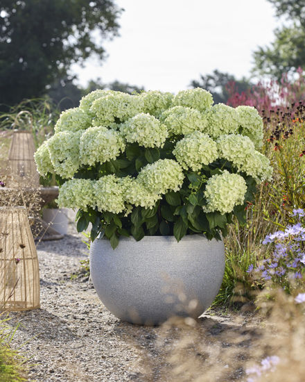 Bild von Hydrangea