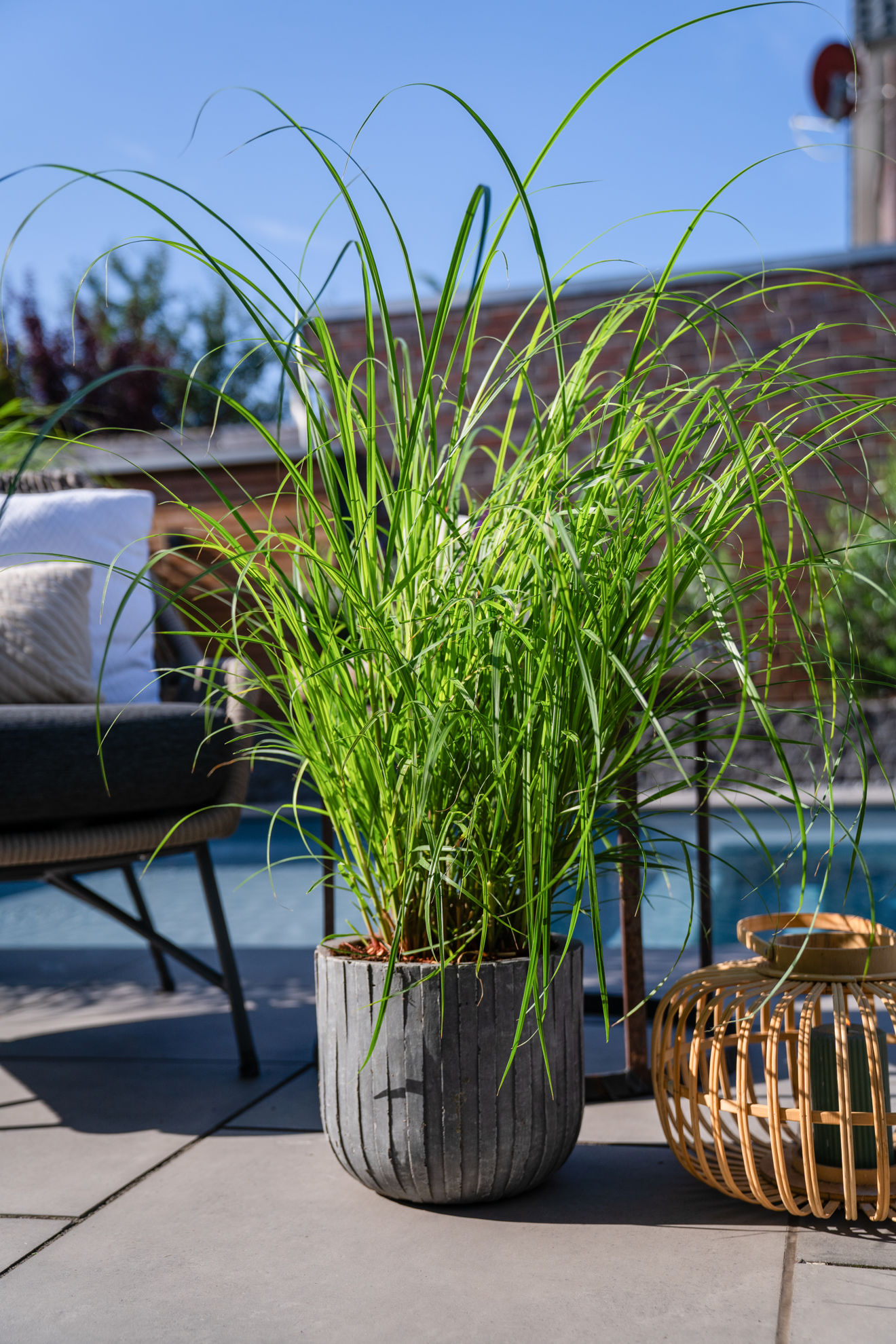 https://breederplants.nl/images/thumbs/0002442_miscanthus.jpeg