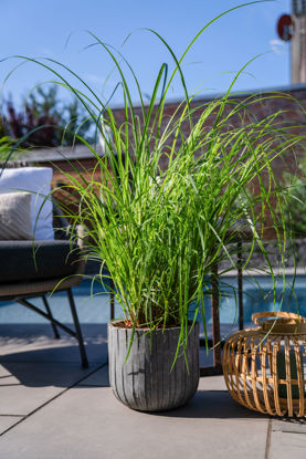 Picture of Miscanthus