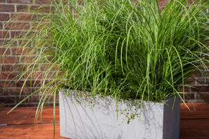 Picture of Miscanthus