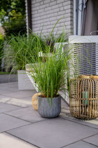 Picture of Miscanthus