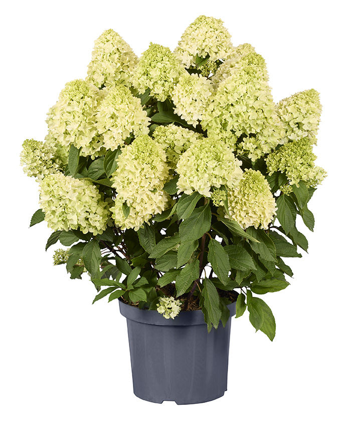 https://breederplants.nl/images/thumbs/0002458_hydrangea.jpeg