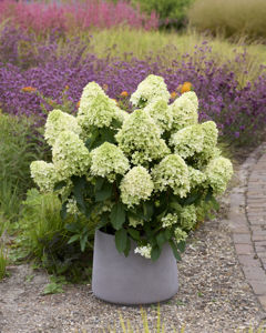 Picture of Hydrangea
