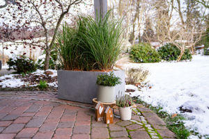 Bild von Miscanthus